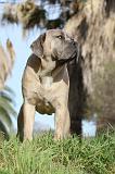 CANE CORSO 378